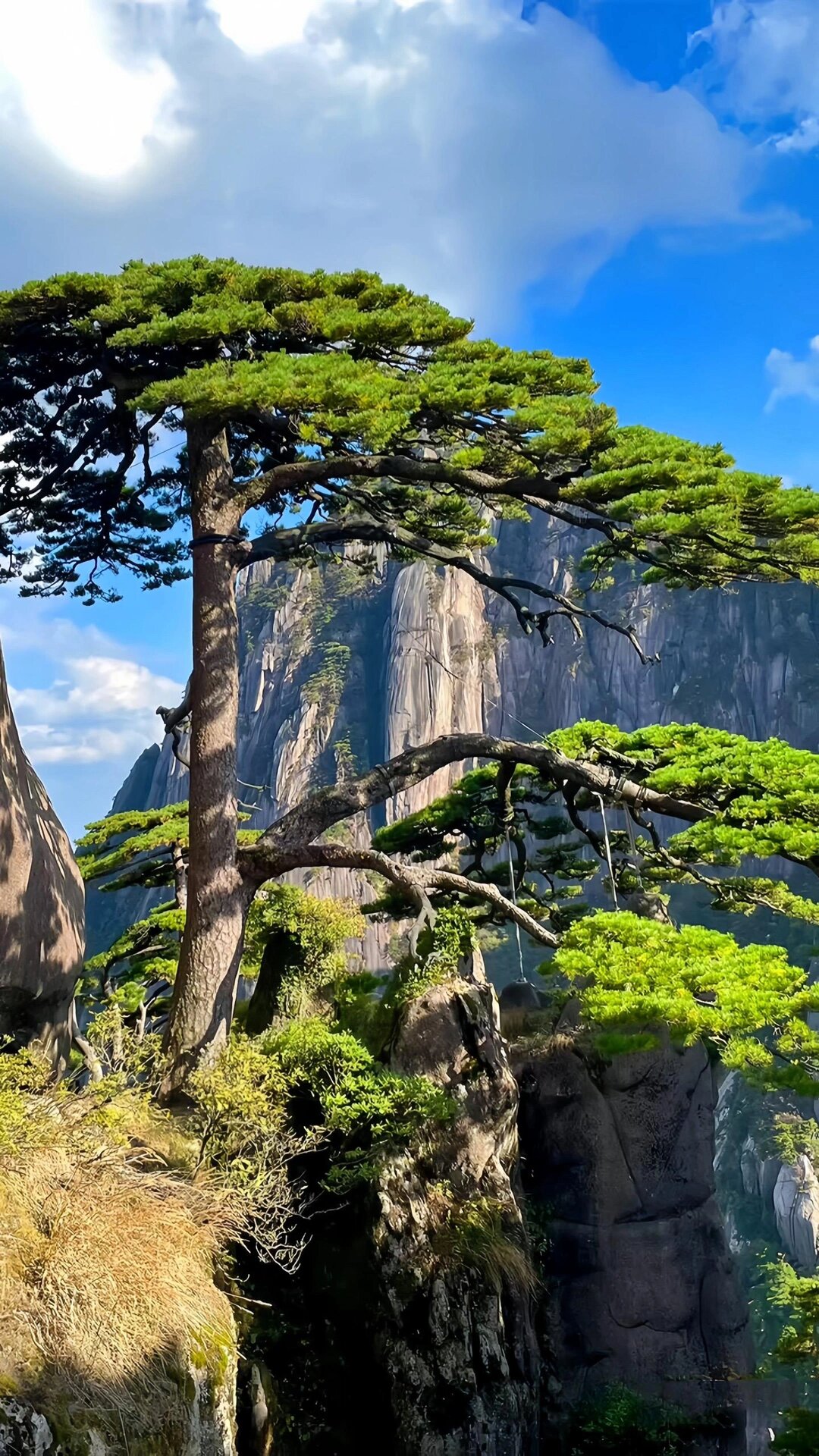 拍摄了整整一年,往返n次,终于给大家凑齐了黄山迎客松的春夏秋冬 拍摄