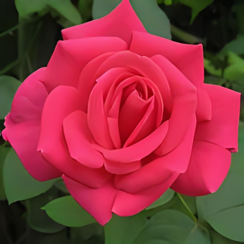 70后女人最适合的头像花