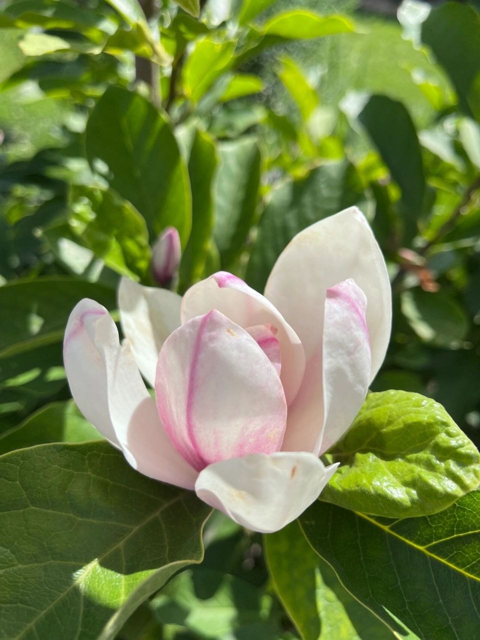 写玉兰花的样子图片