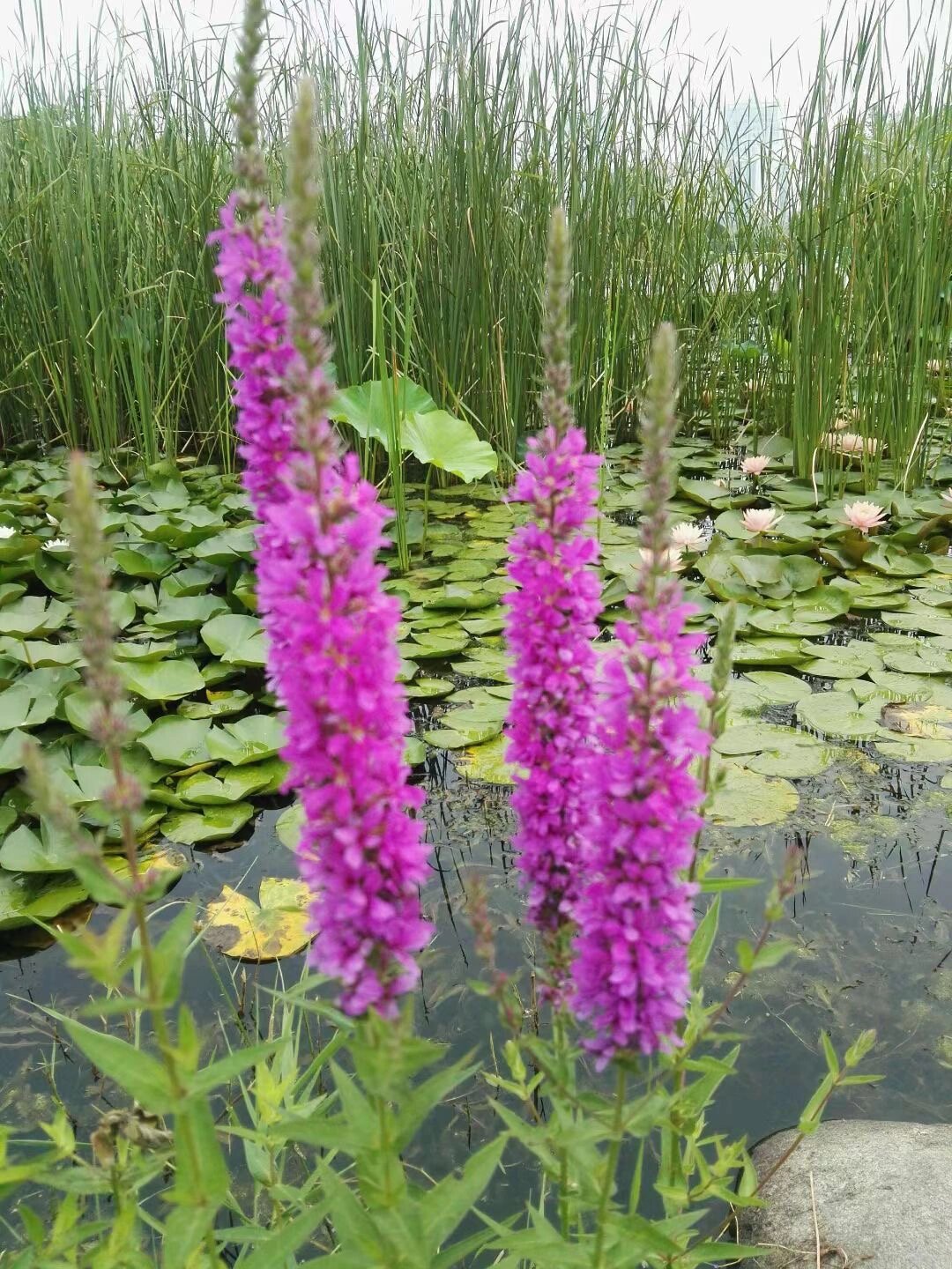 花境植物-千屈菜 千屈菜 适应性强,在我国有很广的分布范围,全国各地