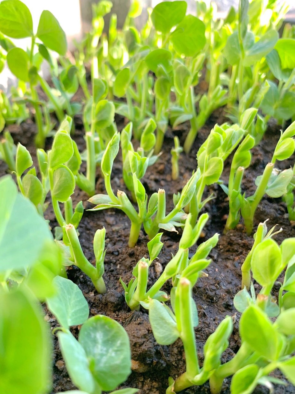 阳台种菜-豌豆苗第二茬97第六天的样子977891 9797芽苗