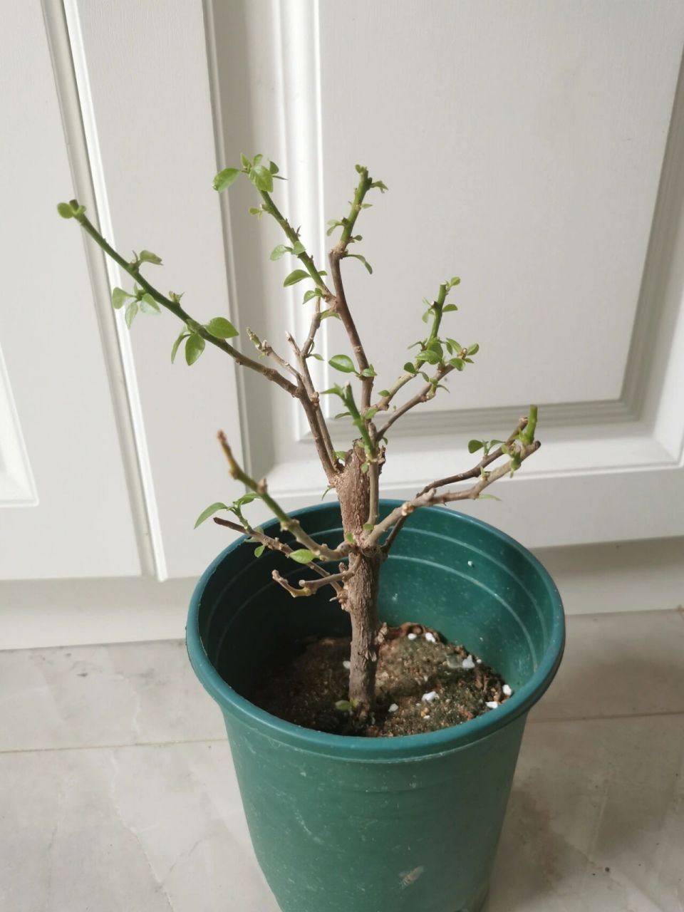 三角梅叶子掉光处理方法～套袋复活记 秋天来啦,三角梅的花期到了,又