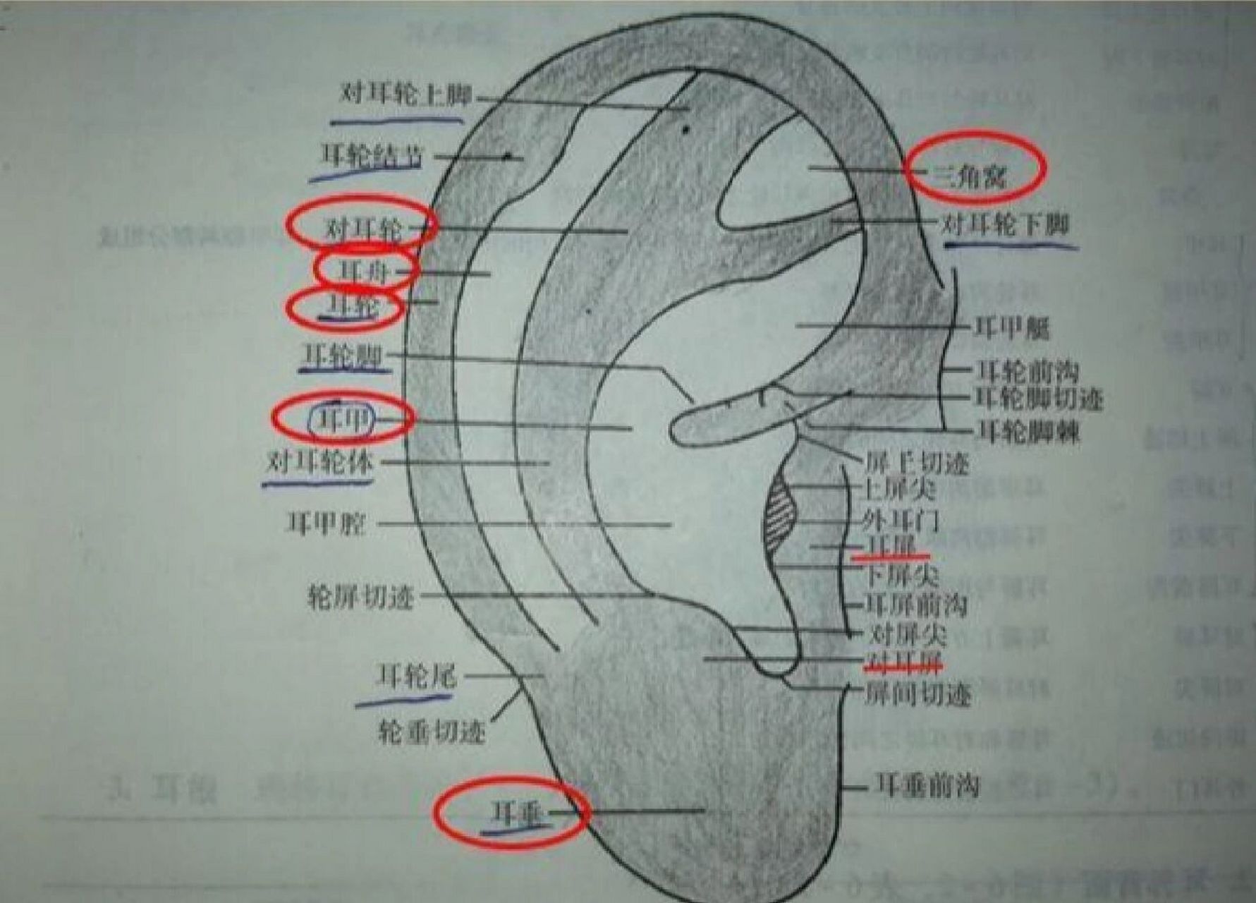 中医【耳穴定位】～认识耳廓正面解剖名称 耳廓表面的解剖名称是耳穴