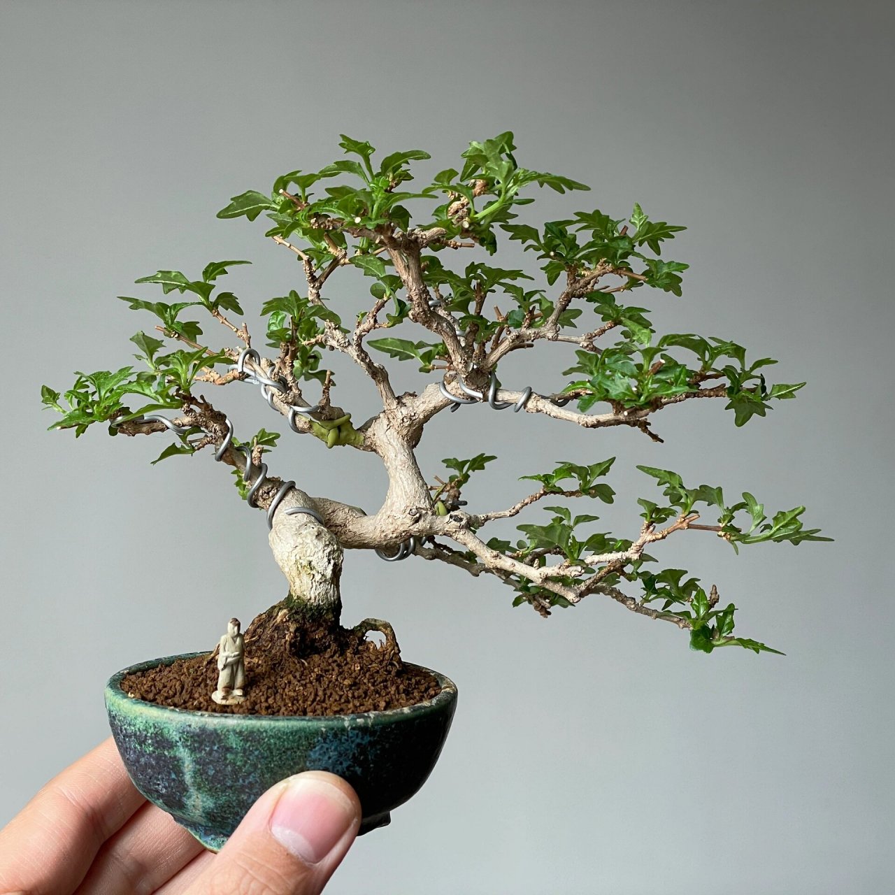 最近入手一棵香枫,家中新c位～ 香枫这小叶真是可爱,摸一摸还会有香味