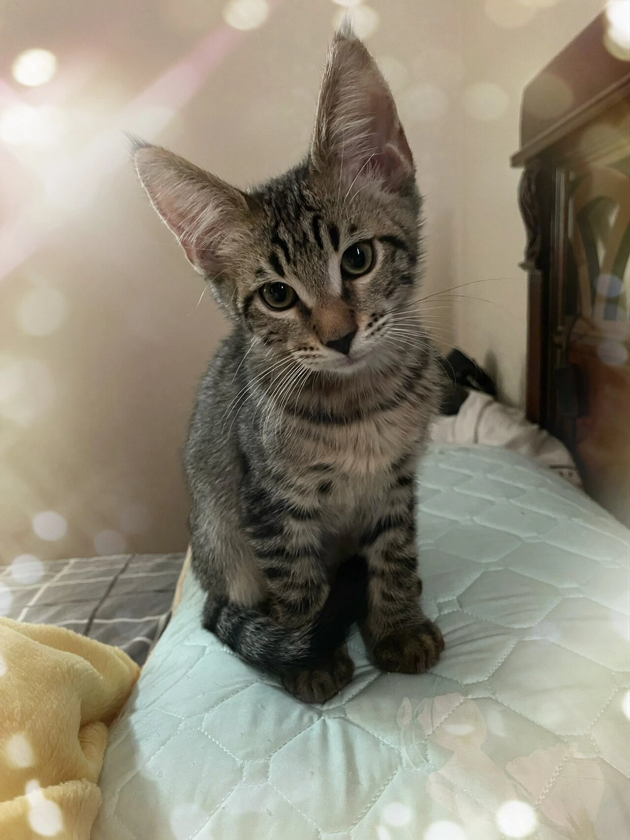 孟加拉豹猫和缅因猫的混血宝宝    爸爸是漂亮的奶油色缅因猫,妈妈是
