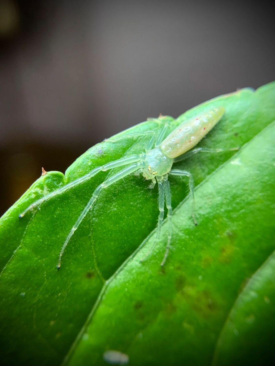 翠绿色长腿蜘蛛图片