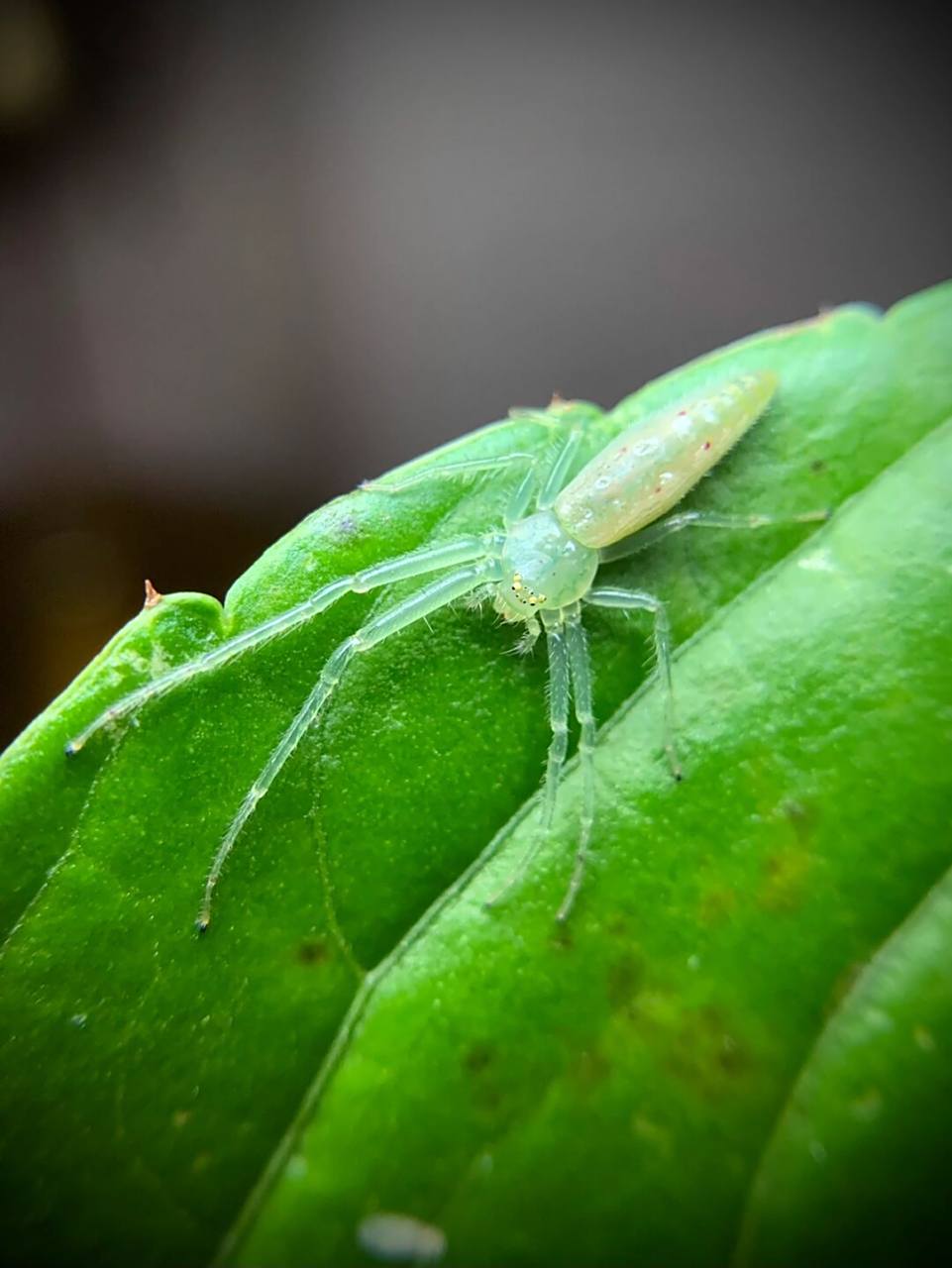 一只好看的蜘蛛～ 翠绿色半透明[偷笑]#蜘蛛# #节肢动物