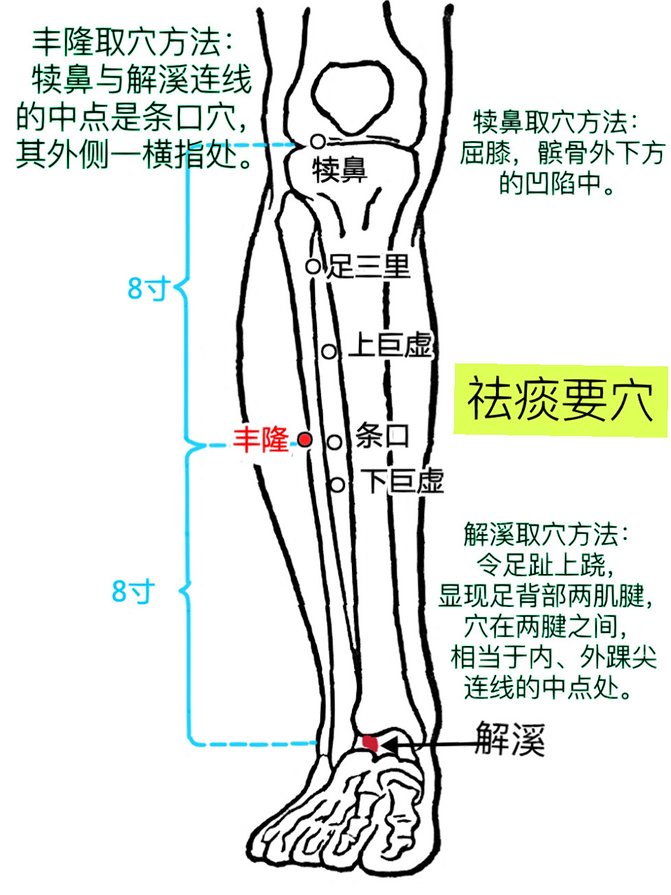 一天记一个穴位—丰隆 丰隆穴,穴名释义:丰,丰满也.隆,隆起.