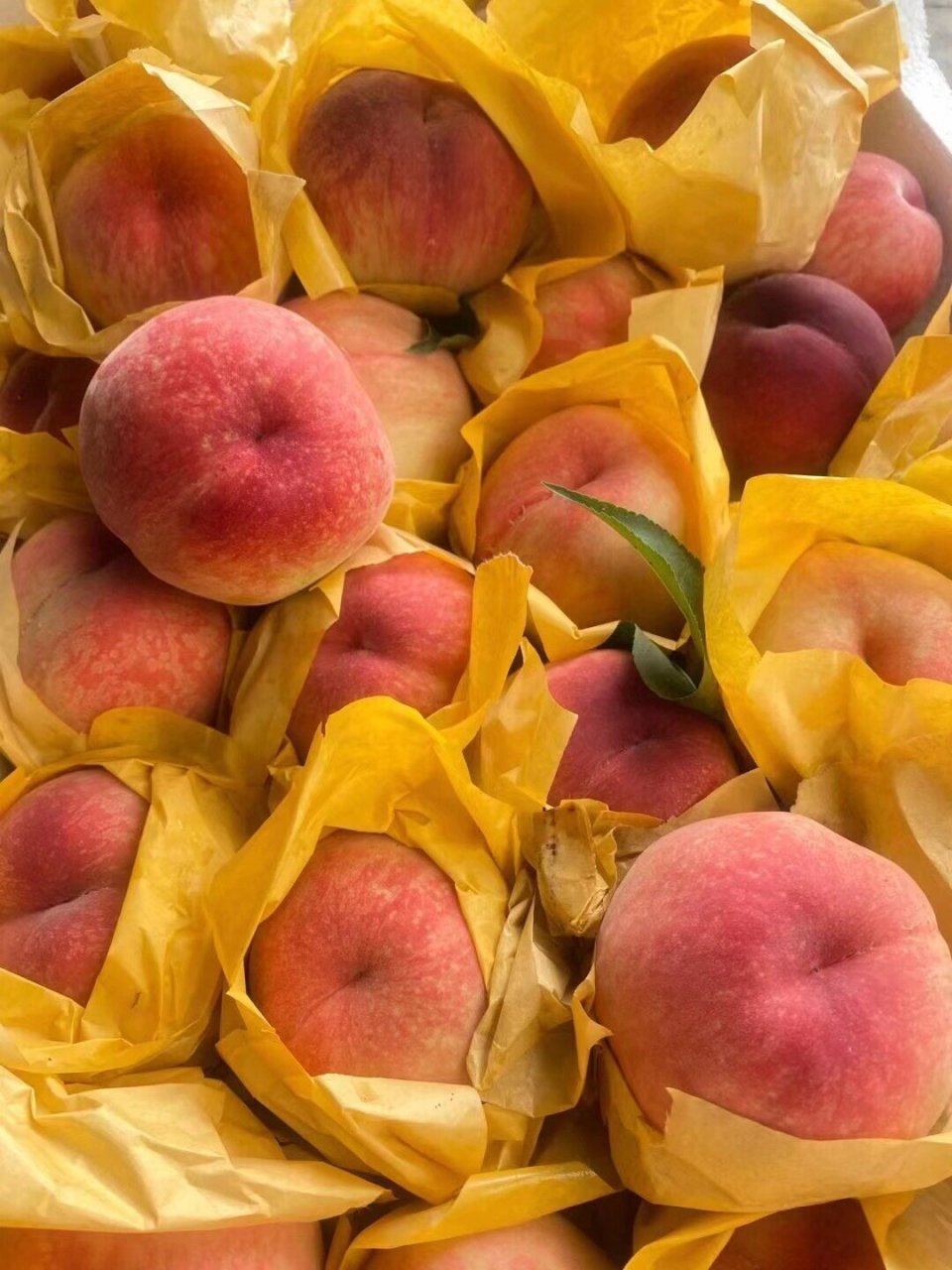 阳山水蜜桃—早桃日川(网红爆款) 为日本引进品种,品相好,甜度高