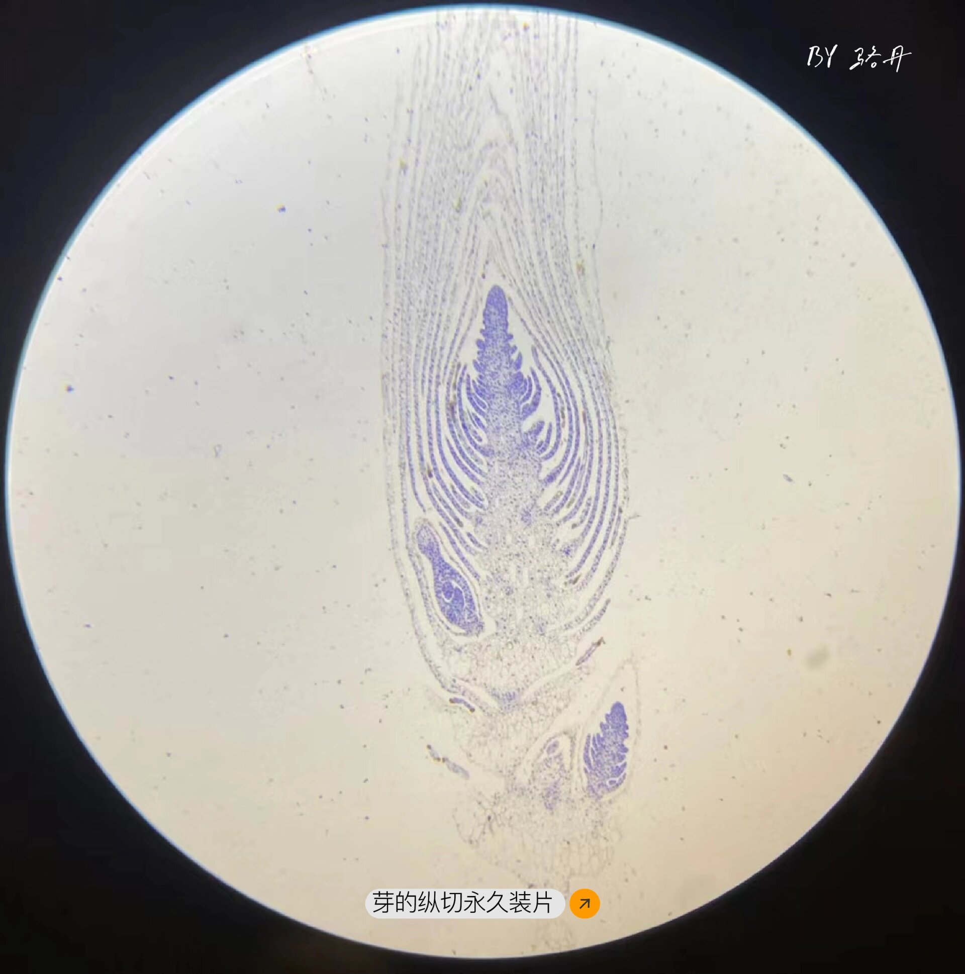 显微镜下的世界|植物的结构之美(一) p1 苹果表皮细胞(液泡颜色好美