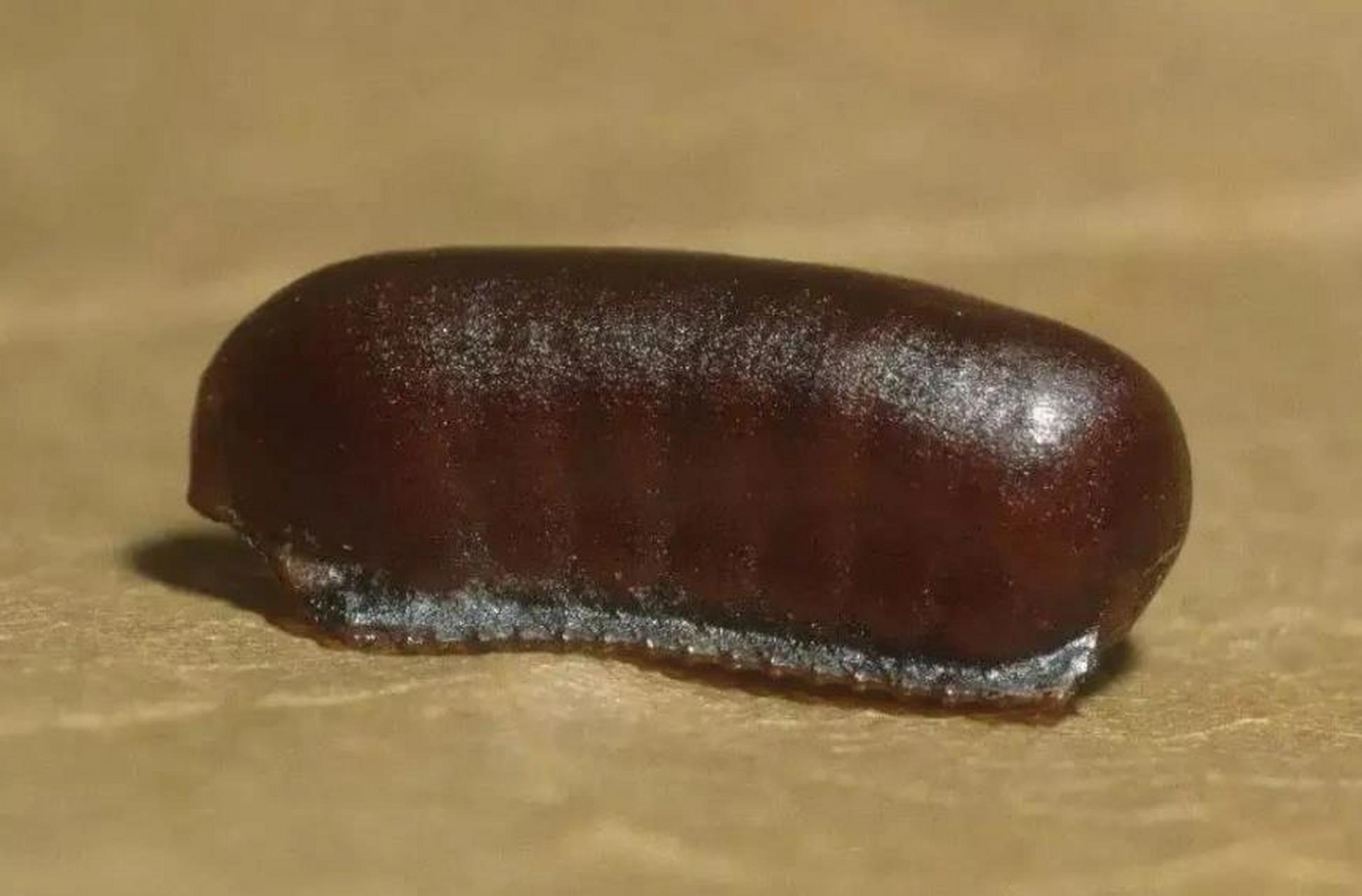 蟑螂的卵鞘是什么样图片