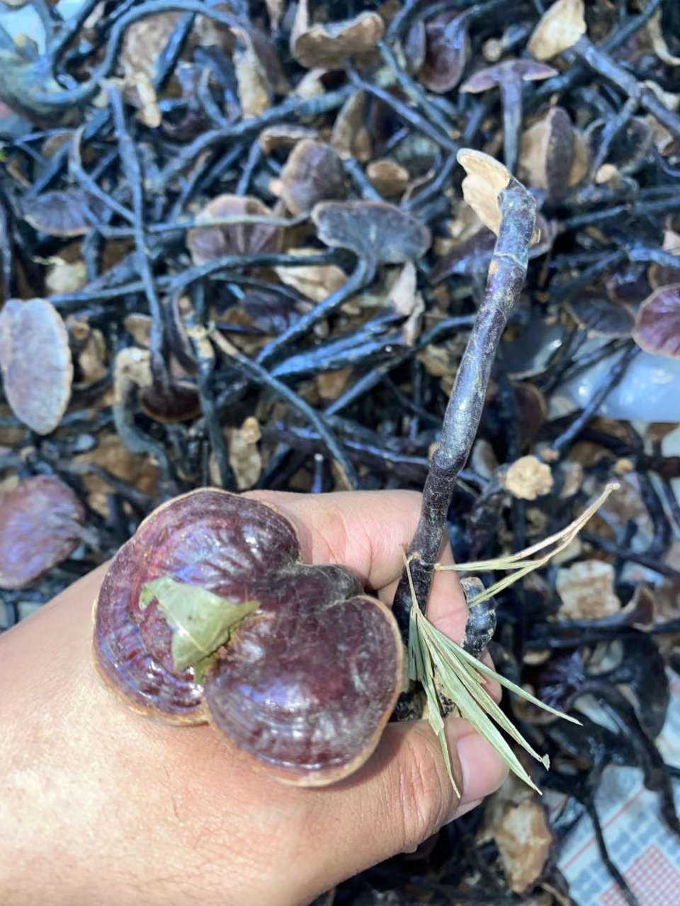 "女性之宝"海南野生竹灵芝 今天为大家介绍的是一款长在竹林的野生竹