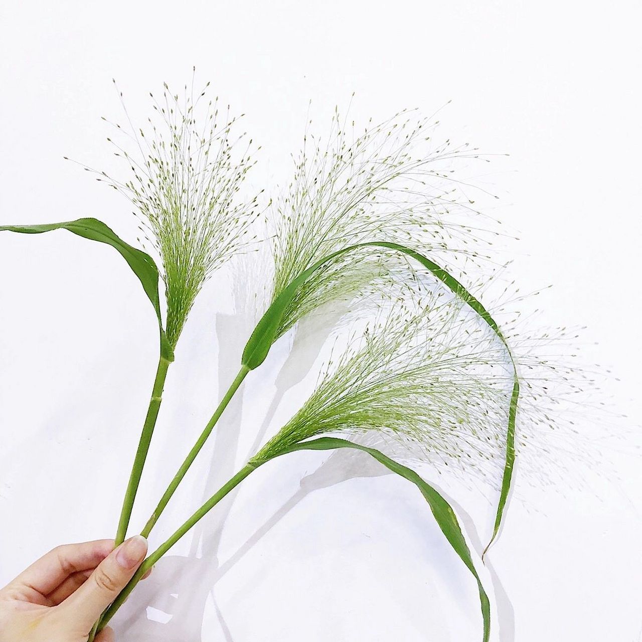 花材日记(91)——喷泉草 花语:时光磨砺后的爱,爱如呼吸长相伴,爱如