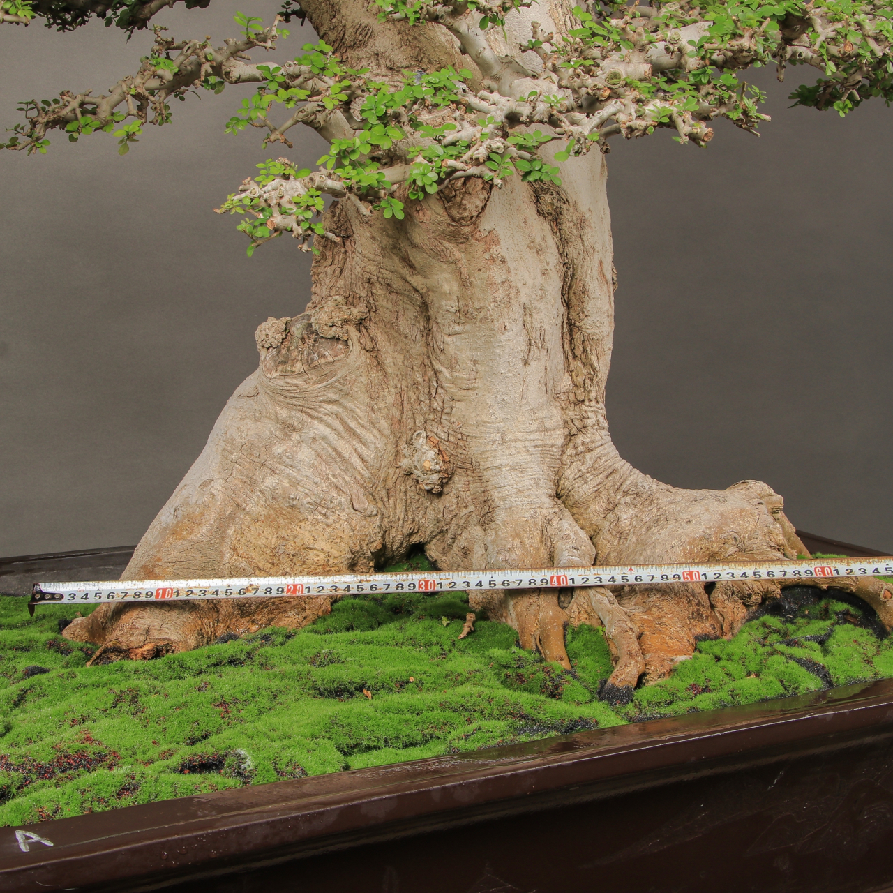 百年老桩对节白蜡盆景 一物一拍,所见即所得!细节如图所示! 盆景