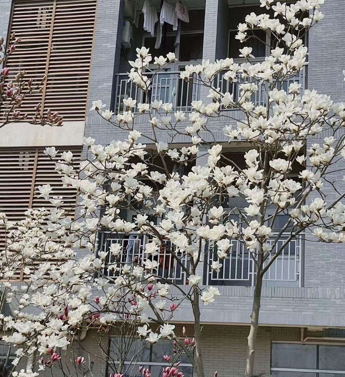 长江大学 长江大学校园环境介绍之武汉校区,武汉校区位于武汉市蔡甸区