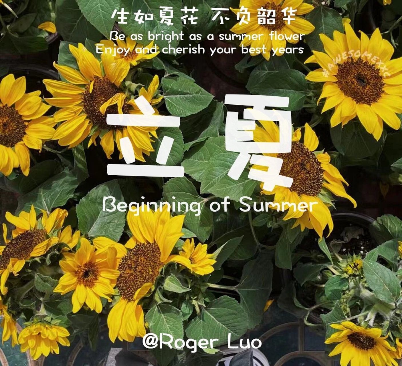 立夏 文案翻譯 生如夏花,不負韶華 be as bright as a summer flower