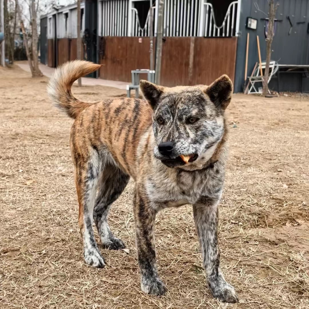 虎斑犬小时候图片