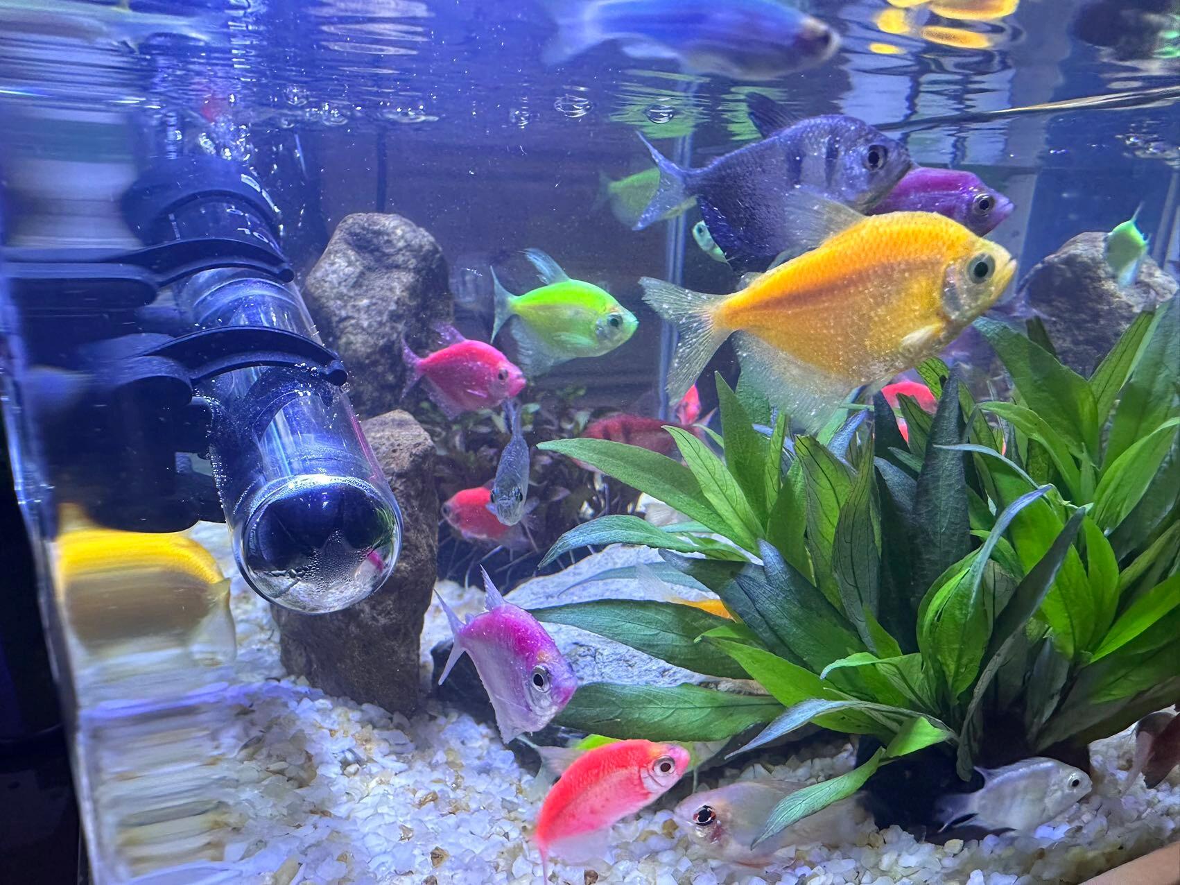 天使鱼白点病的第四天