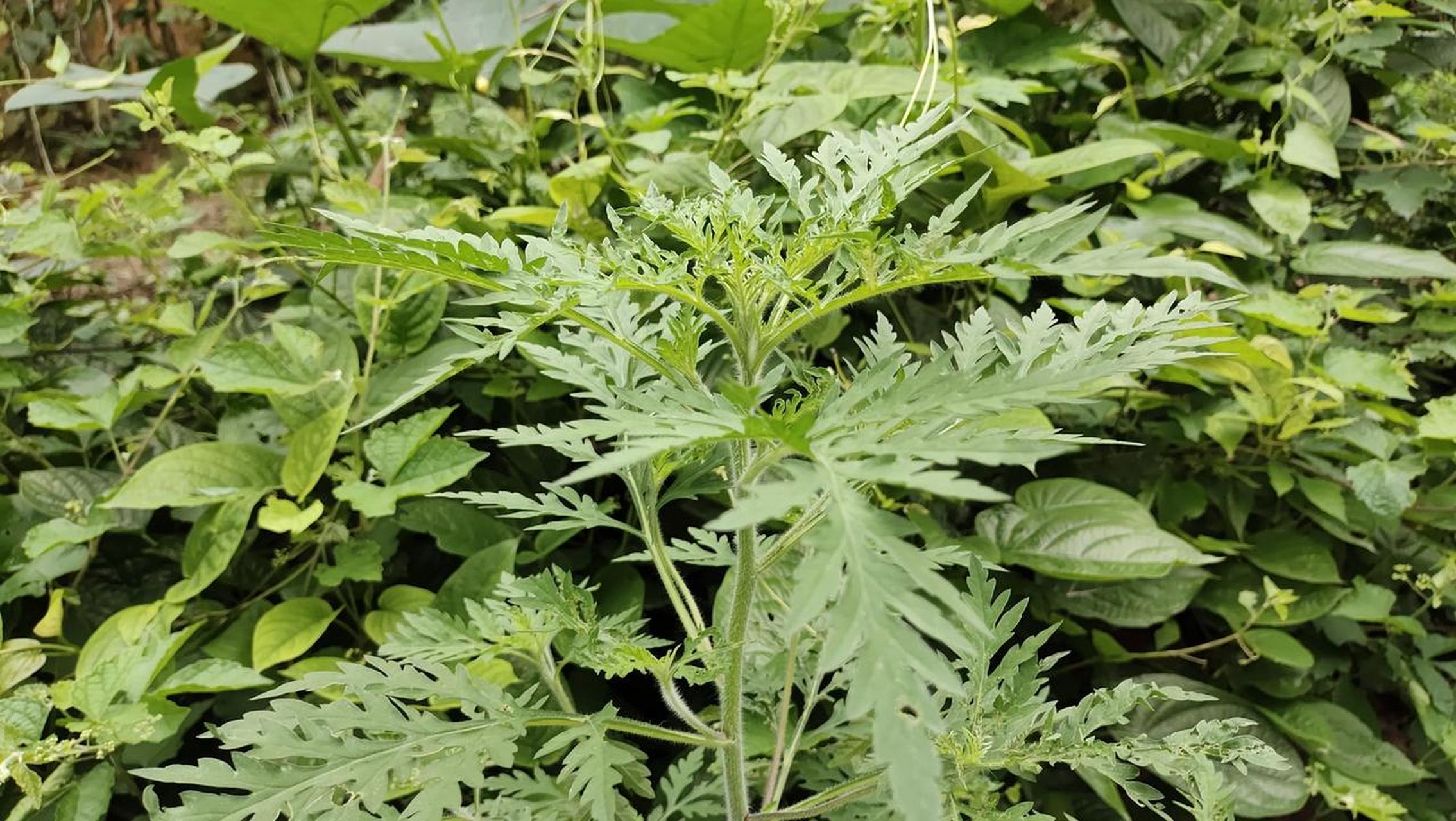 蛔蒿,提炼宝塔糖的一种原材料,虽然他也带一个蒿子,但是和艾草有着