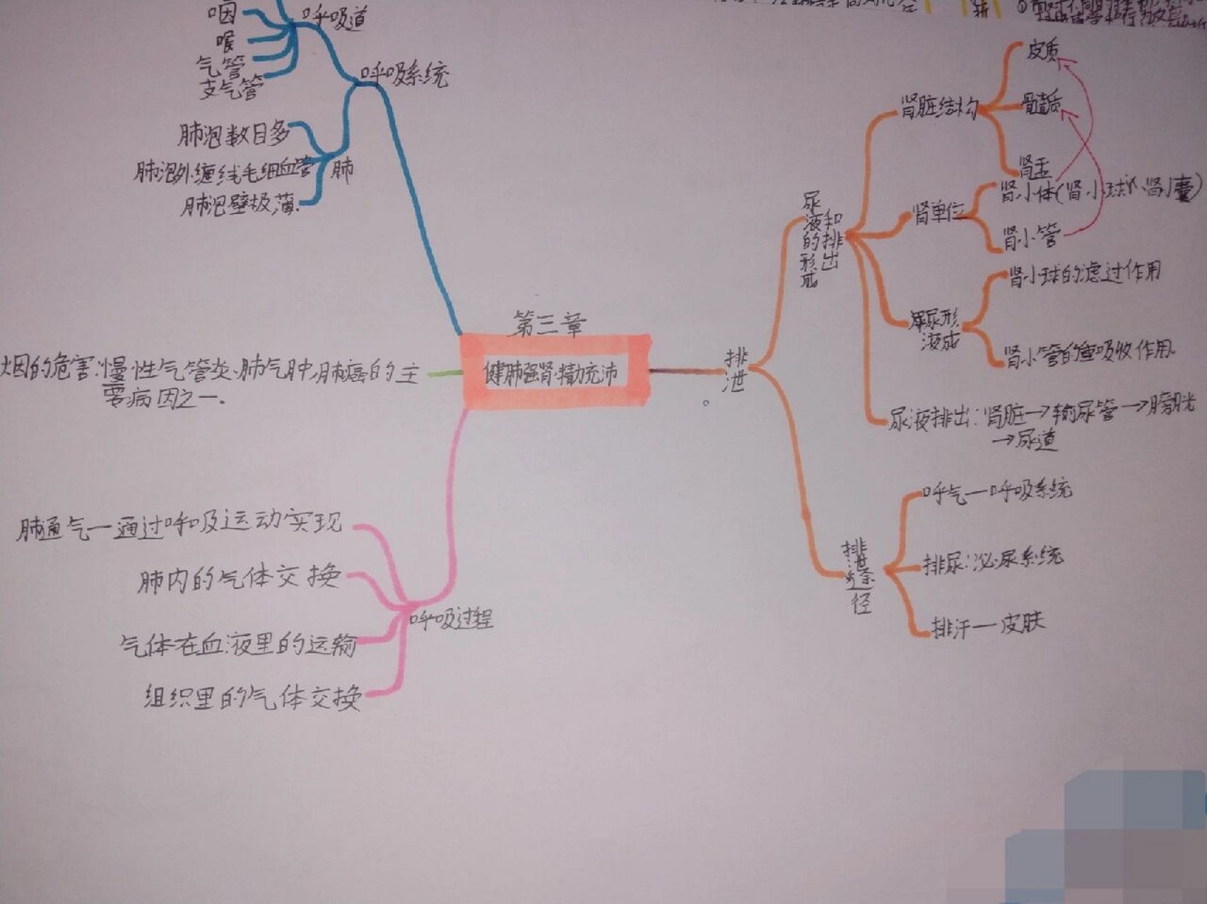 七下生物创意思维导图图片