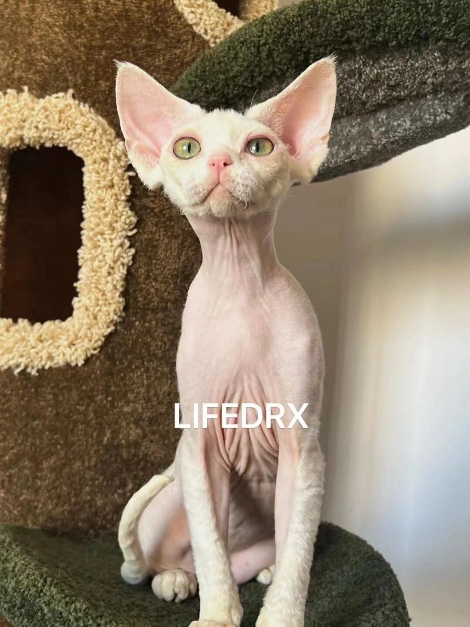 我来告诉你!懂的来! 今天话题:德文卷毛猫为什么贵?