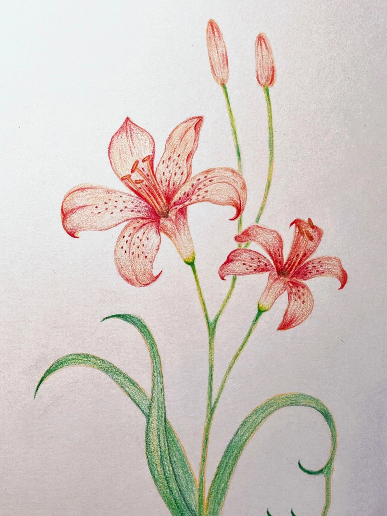 彩铅画花卉#姹紫嫣红#欢迎来到花花世界