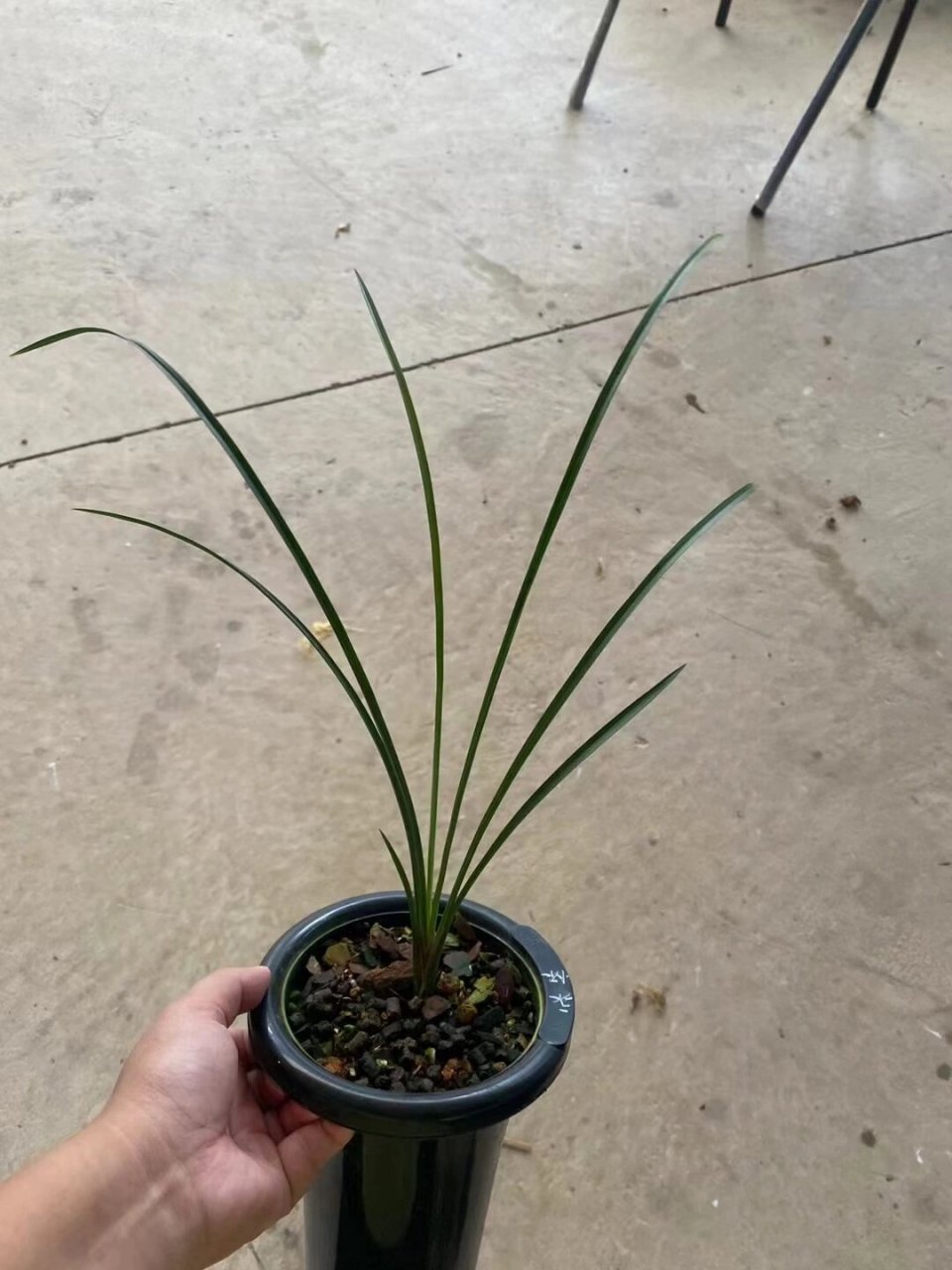 莲瓣兰(永怀素)