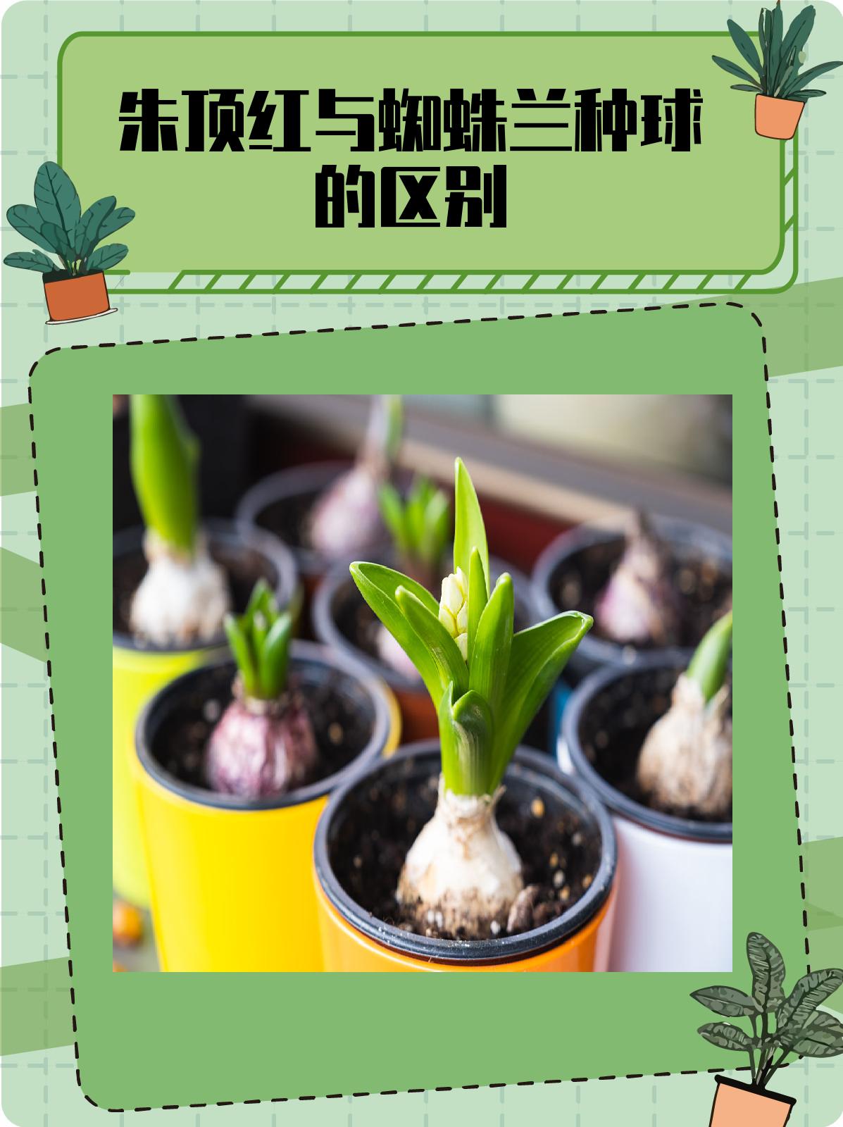 朱顶红与蜘蛛兰种球的区别.@小企的植物小贴士的动态