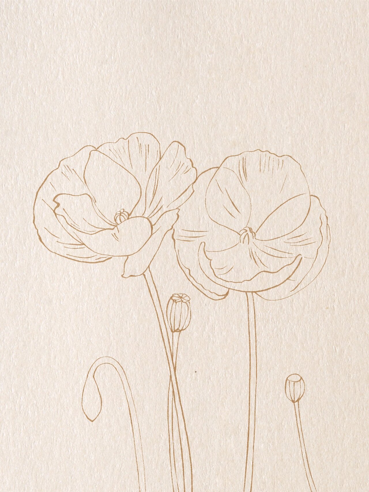 水彩插画|94虞美人上色附步骤图笔刷分享