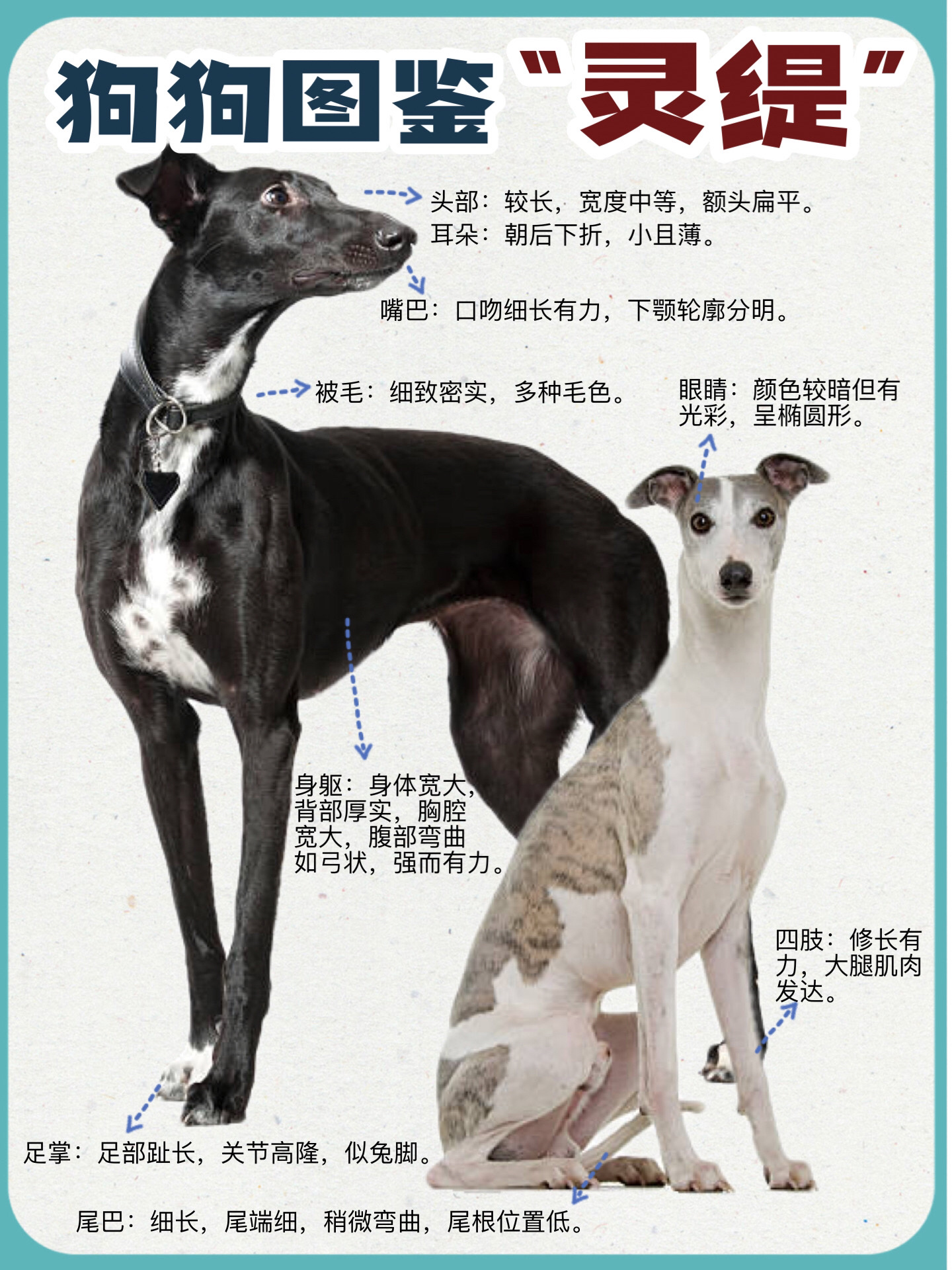 狗狗图鉴-格力犬|可盐可甜的可爱小狗