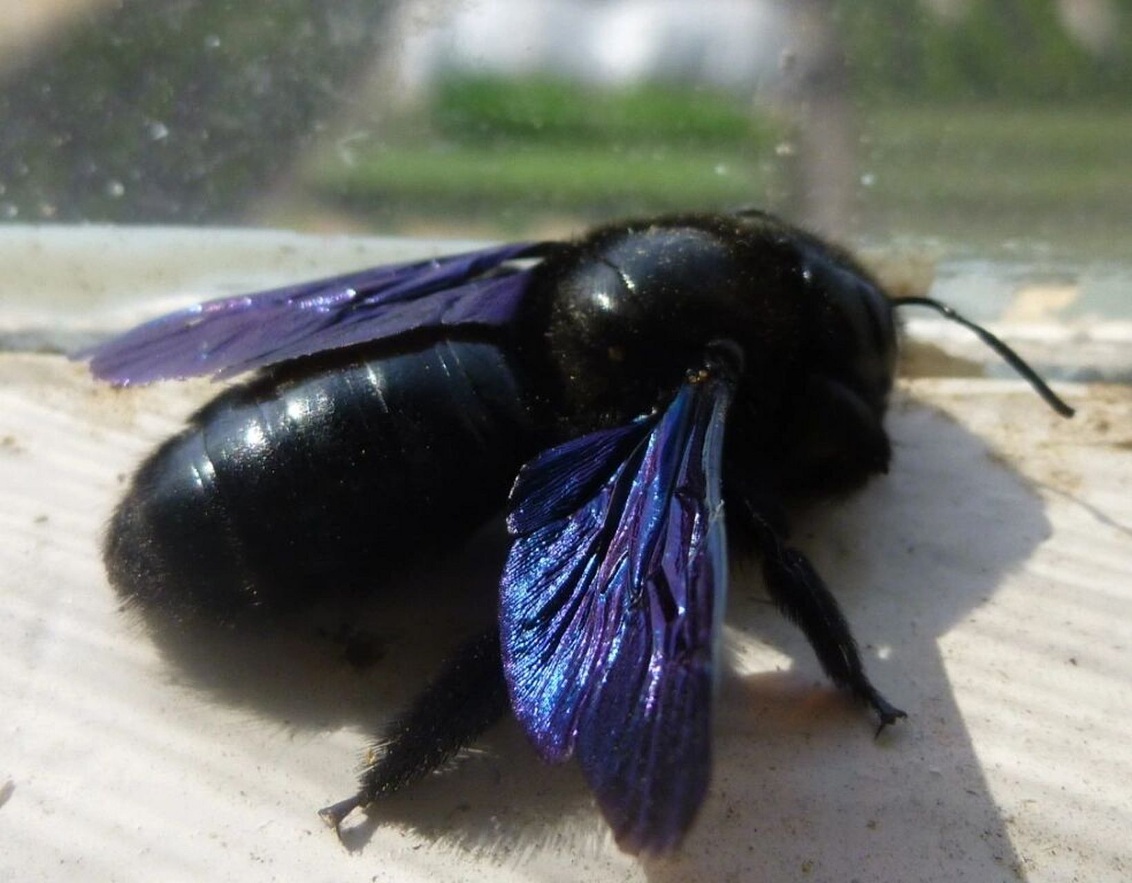 木匠蜂(xylocopa violacea)不是大黄蜂93 紫木匠蜂根本不是大黄蜂