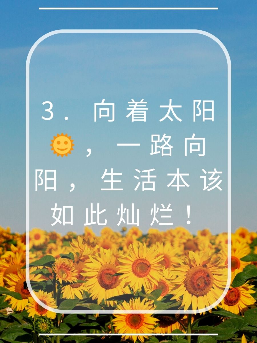 向日葵花语经典短句 1  向日葵 阳光是我的信仰