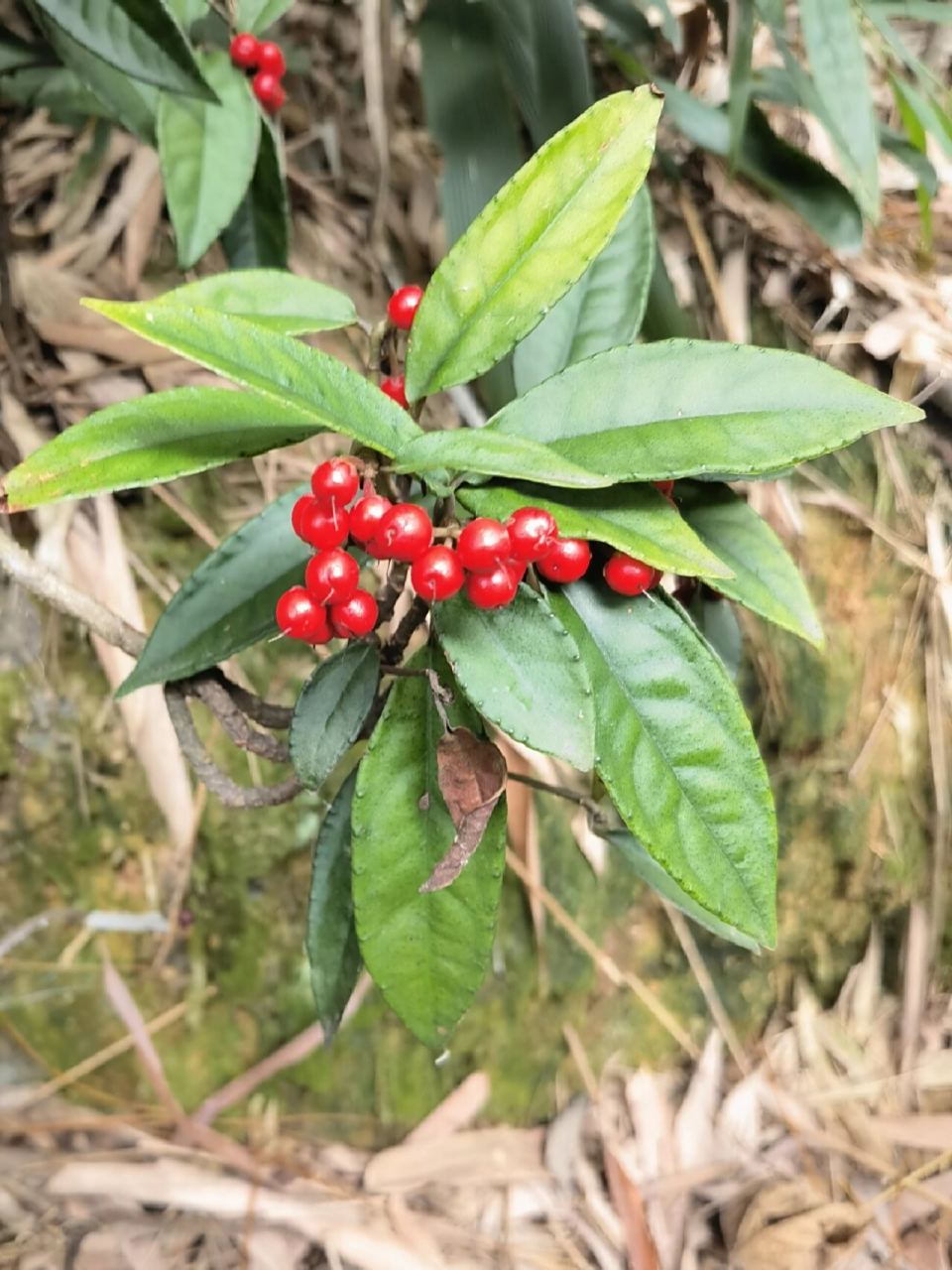 九管血,报春花科,紫金牛属. 拜年啦!