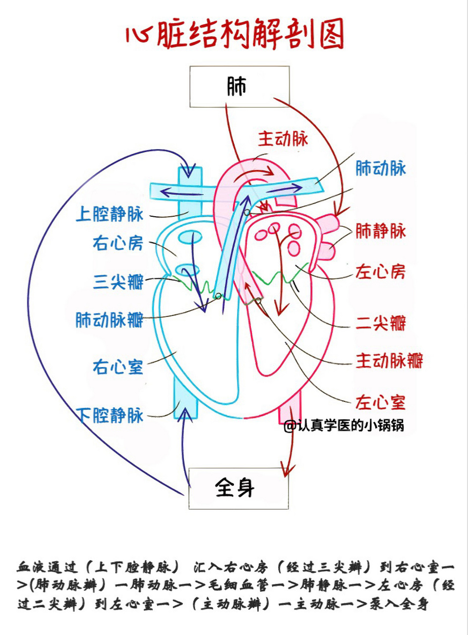 心脏泵血过程动画播放图片