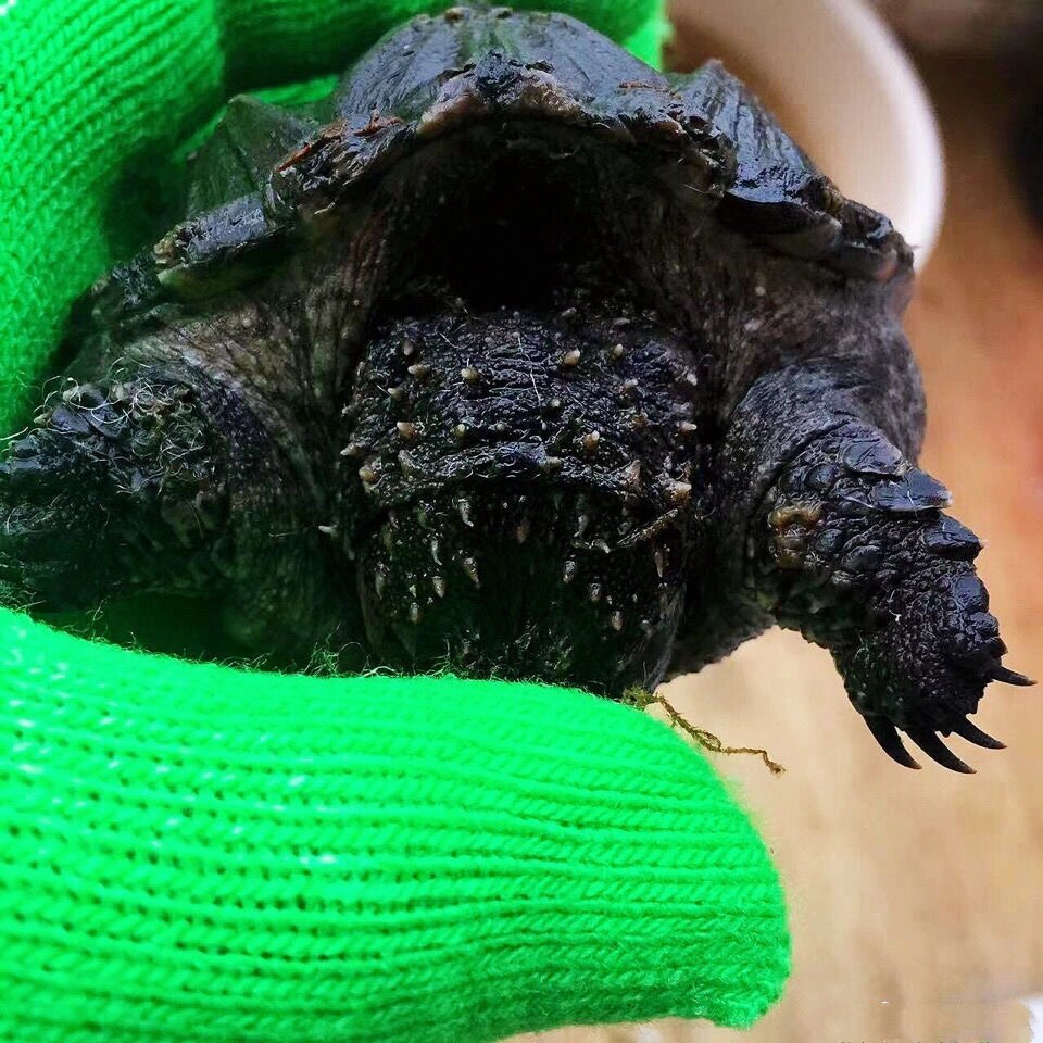 极品野黑佛鳄龟满头刺修长甲大宽脸背甲无敌