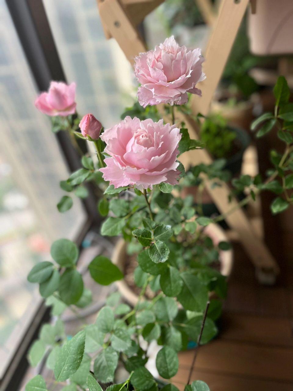 这居然也是月季,索菲罗莎 锯齿状的花瓣,厚实润泽,层数很多,仙气飘飘