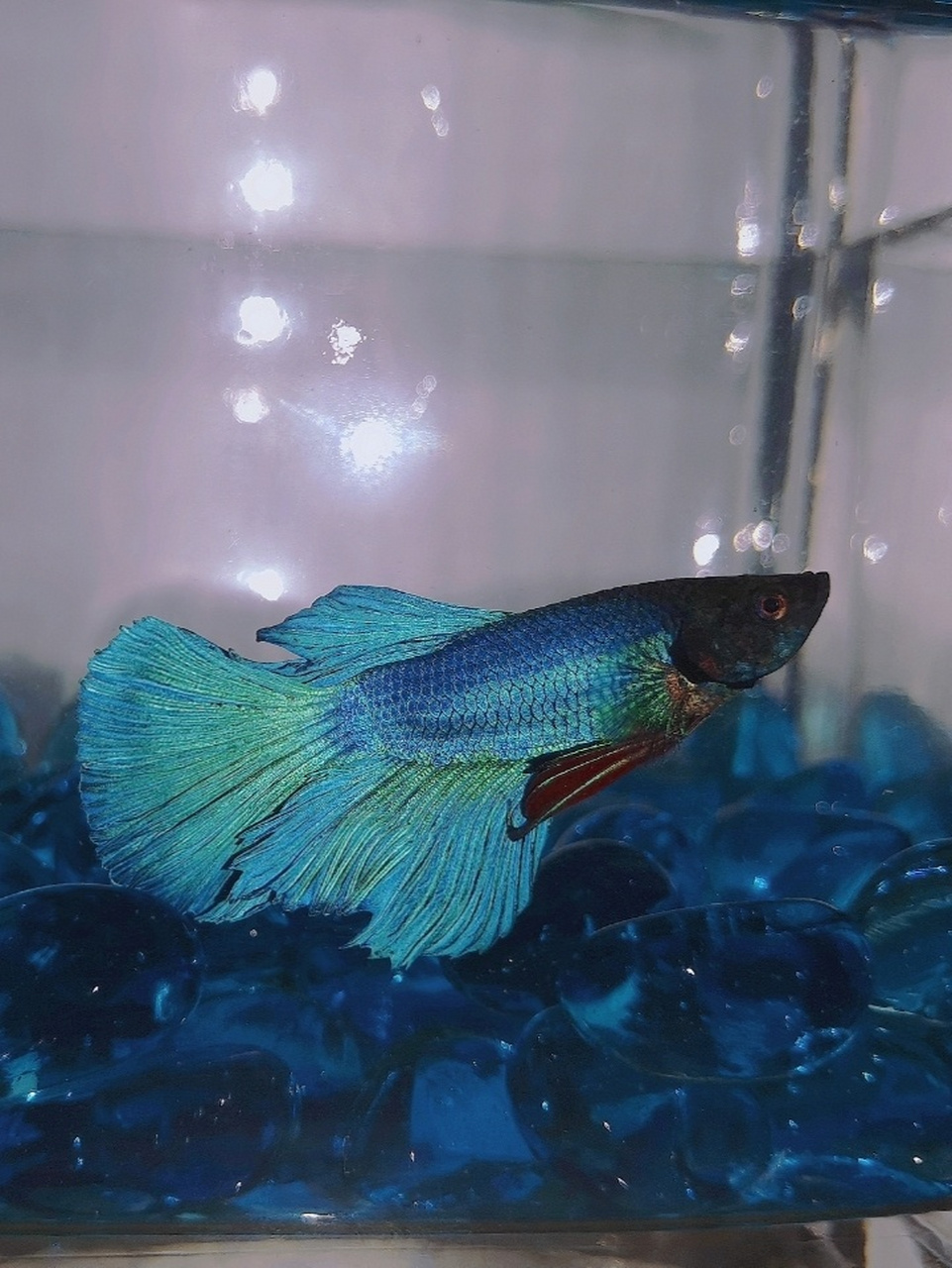 泰国斗鱼是非常适合新手养的一种热带观赏鱼,颜值高,耐活易养,特别是