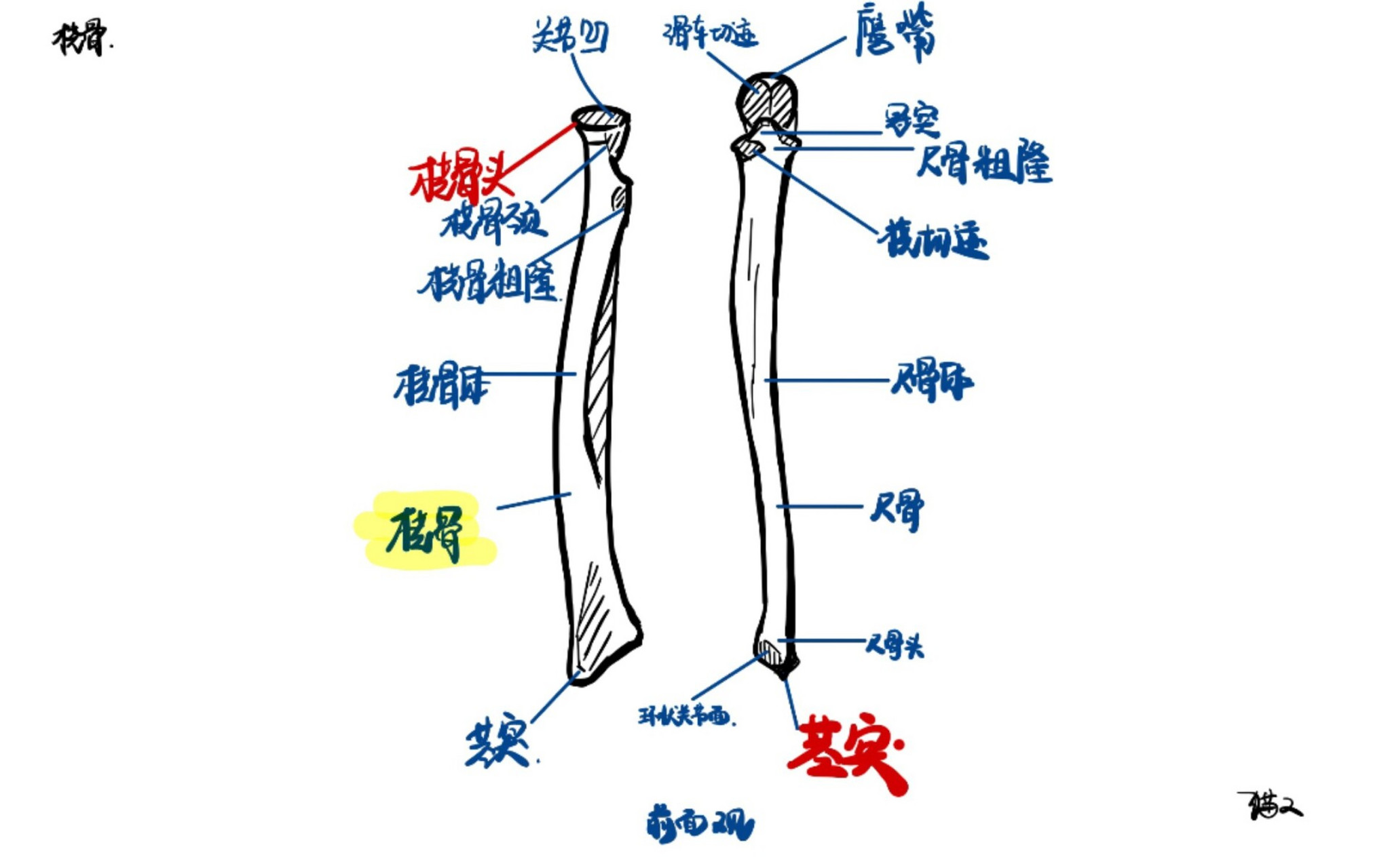 人体解剖学手绘|一天一图之桡骨手骨髋骨