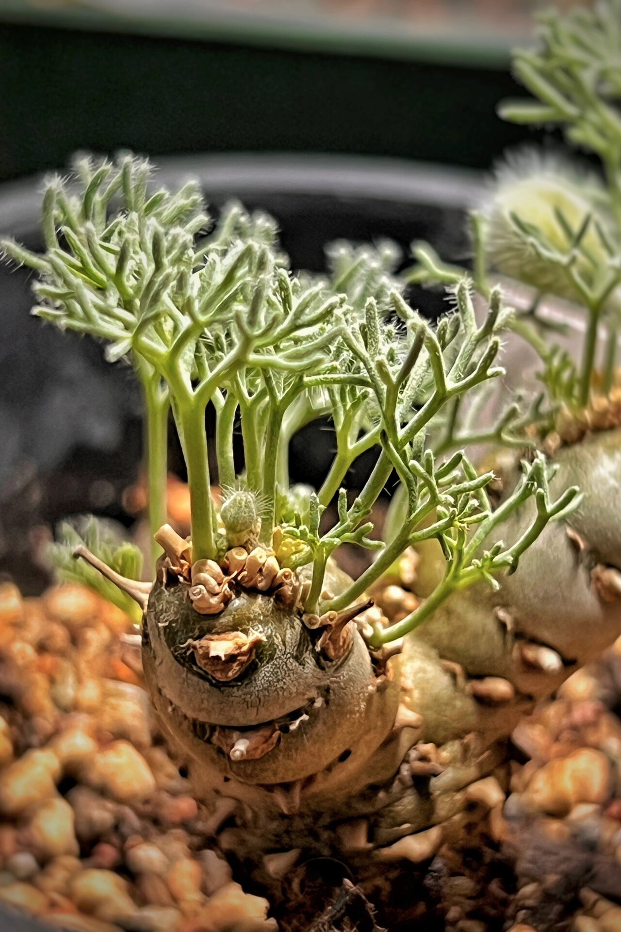 土豆农夫的植物日记——白皮月界