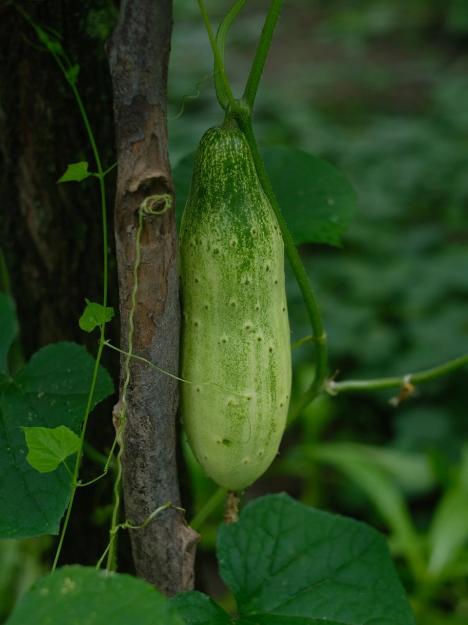 "黄瓜:我还是喜欢吃这种" 土黄瓜 真的是儿时夏天的记忆呀…… 炎热的