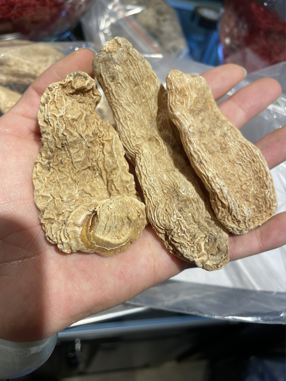 野生天麻长这样~ 图里有云南的野生天麻,和西藏林芝波密的野生天麻