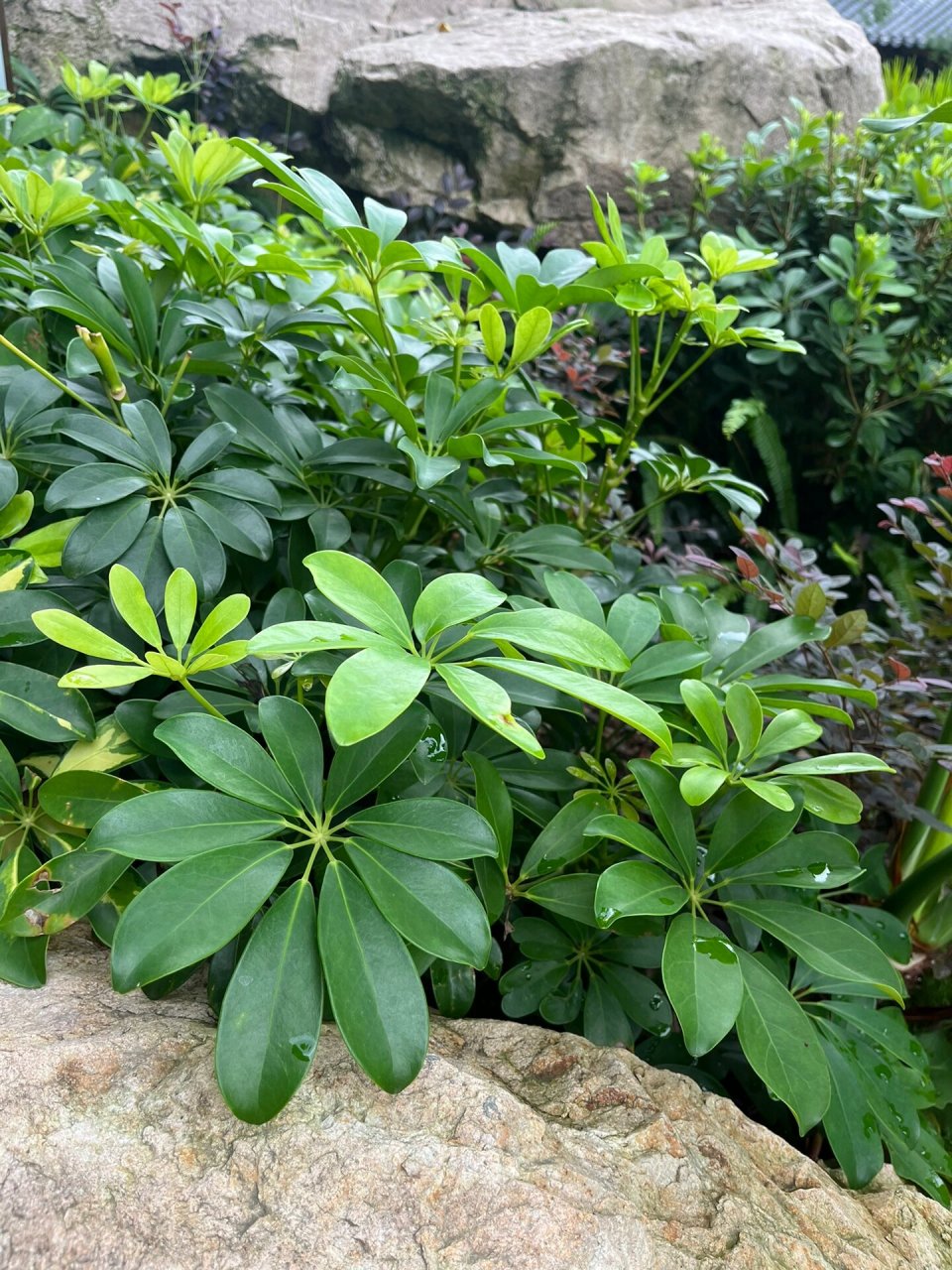 鹅掌柴 鹅掌柴也是绿化常见植物,四季长绿,叶似鹅掌,似元宝,又唤作