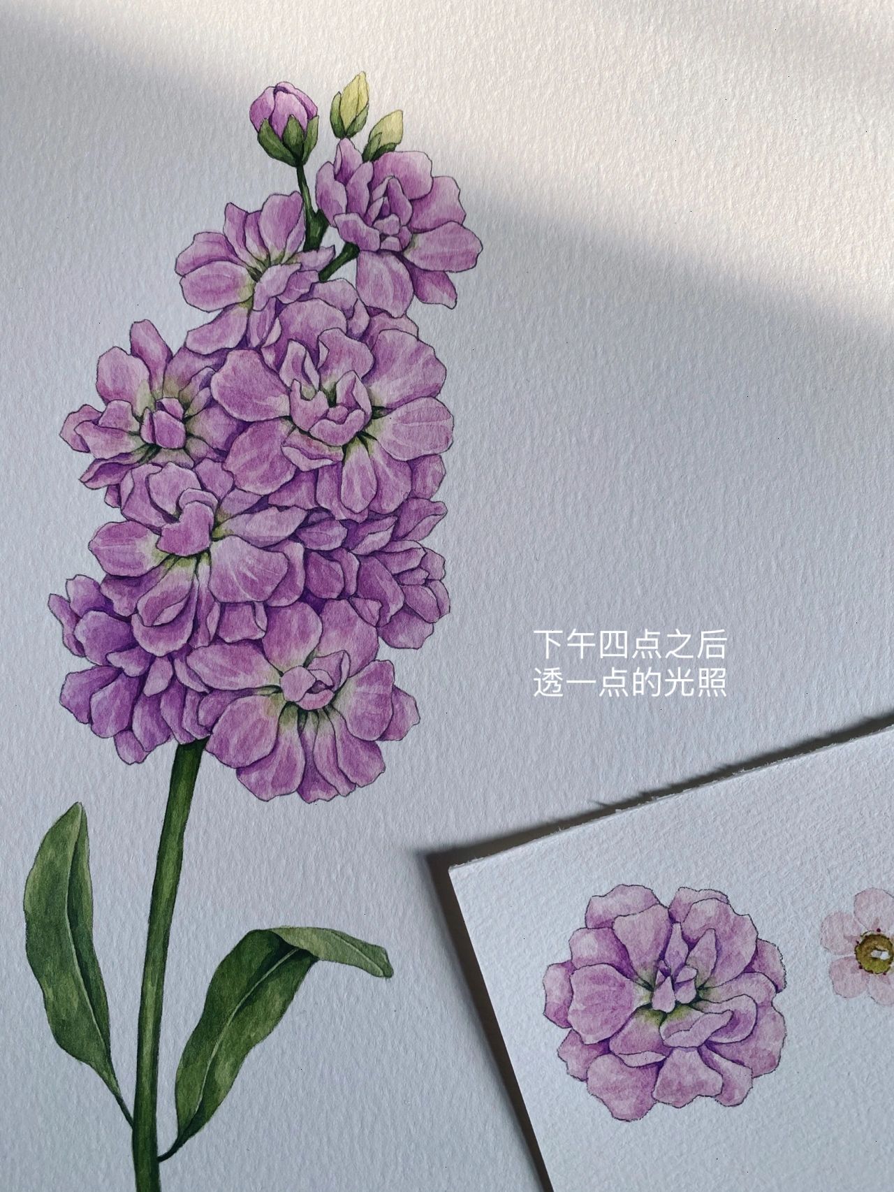 手绘花卉|紫罗兰 这次画的是粉紫色的紫罗兰94 一束的小花花,很可爱