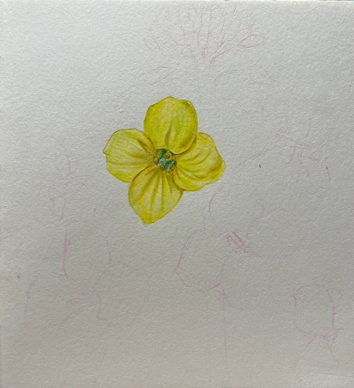 零基础彩铅|油菜花|附过程 又到了油菜花盛开的季节