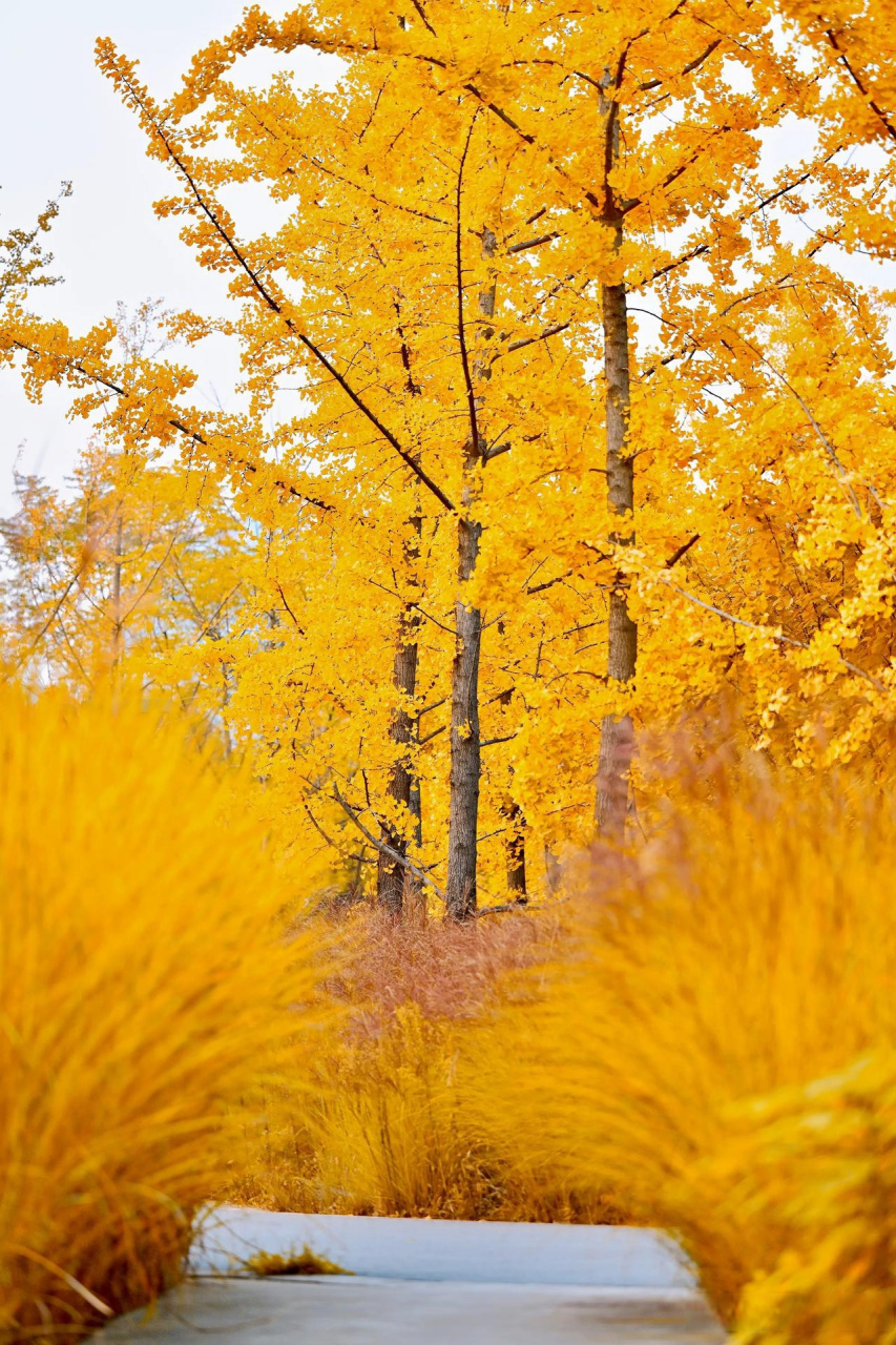 西安雁南公园的一条小路. 发一张你手机里的风景照片