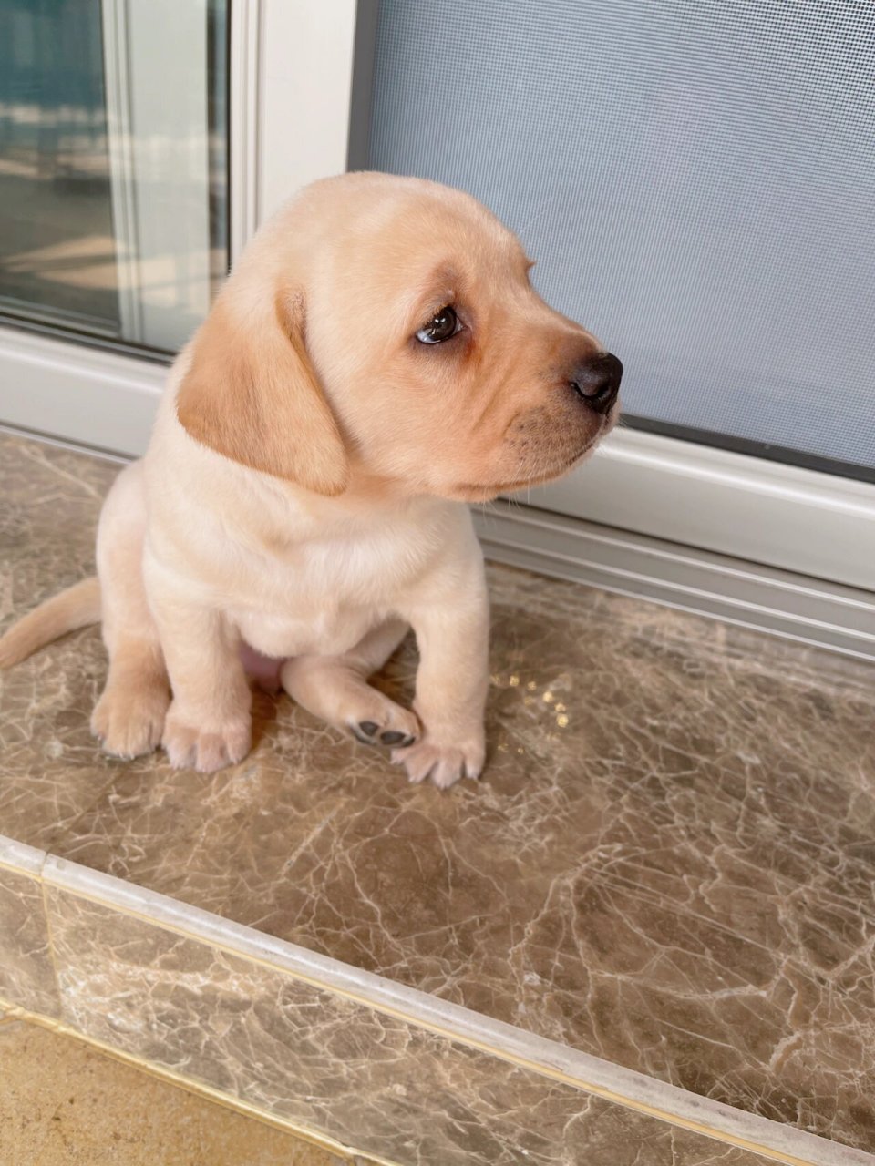 拉布拉多,经典祖传坐姿  98狗生日常,50天的皮蛋,家里老人一天一个