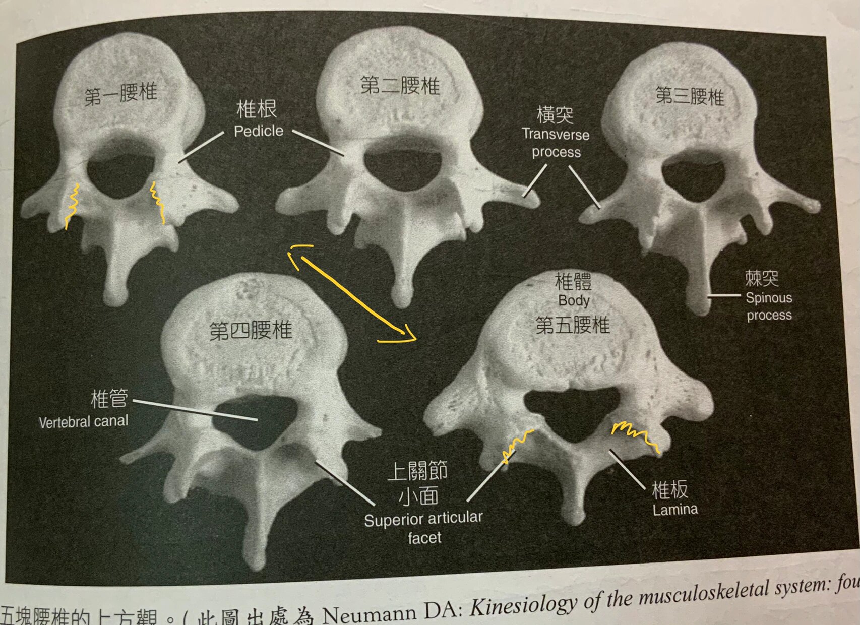 8 中轴骨