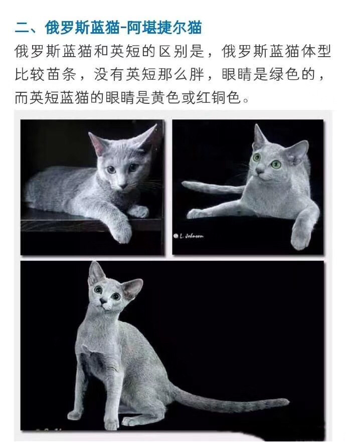 世界三大蓝猫图片