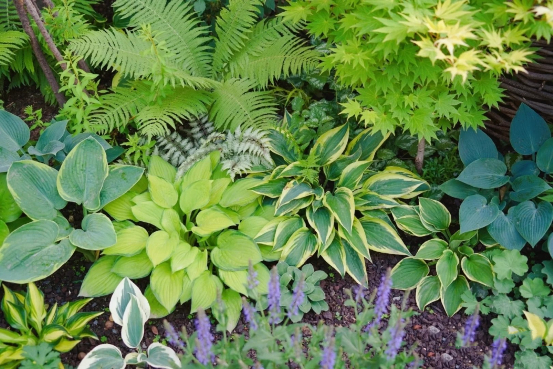 省心的耐阴花境——玉簪 91北京绿化常见的玉簪,过冬只需要简单覆盖