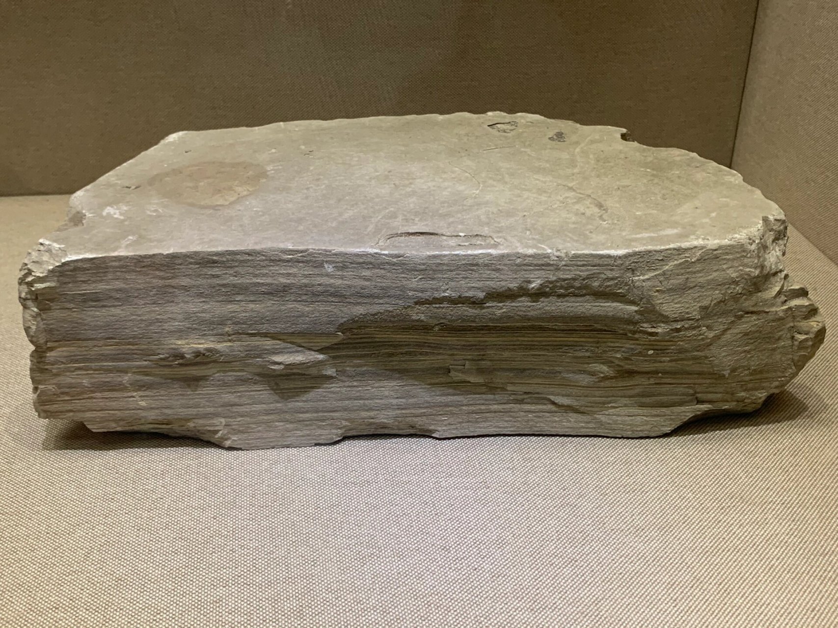 山东临朐县博物馆及山旺化石博物馆    山旺化石,又称山旺古生物化石